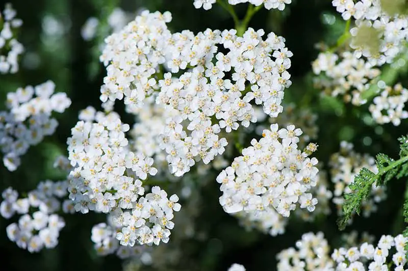 Un primer plano de las flores blancas de la milenrama común que crece en el jardín sobre un fondo de enfoque suave.