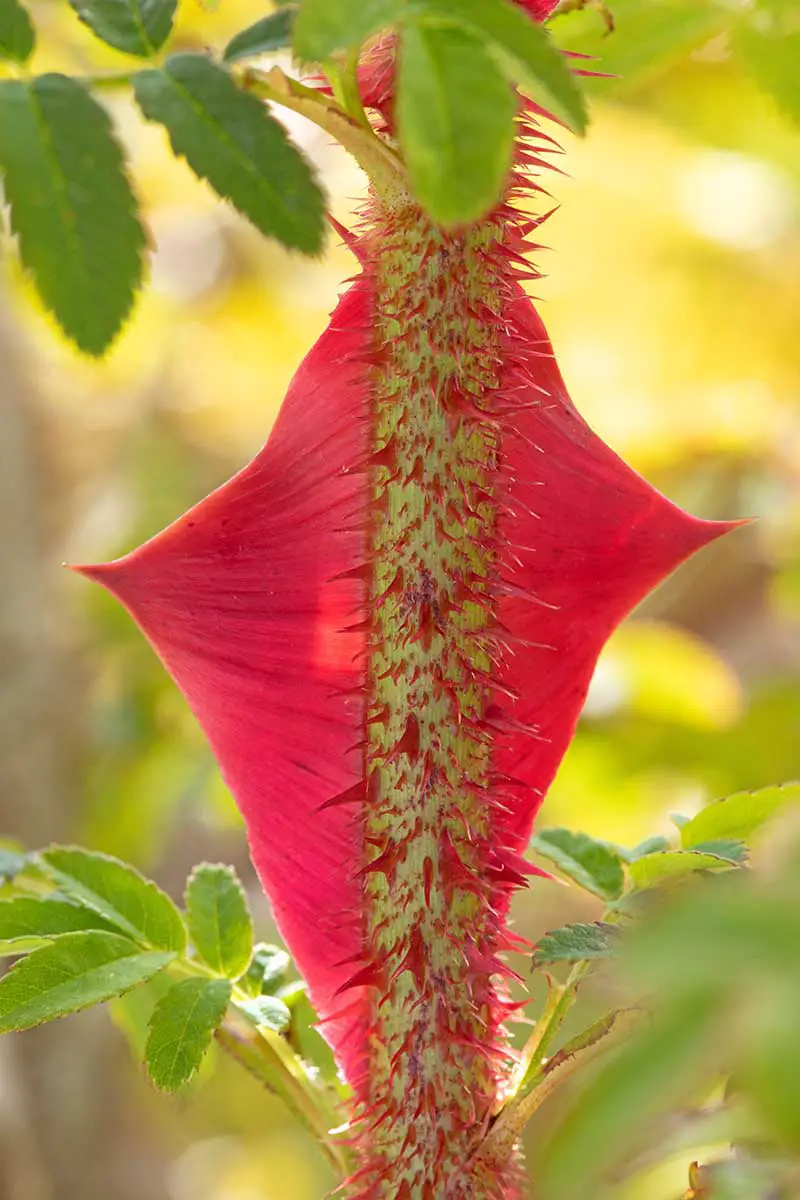 Una imagen vertical de cerca del tallo de una rosa de espino con las aterradoras espinas representadas en un fondo de enfoque suave.
