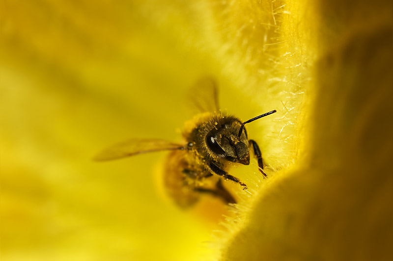 Un primer plano de una abeja dentro de una flor amarilla brillante.