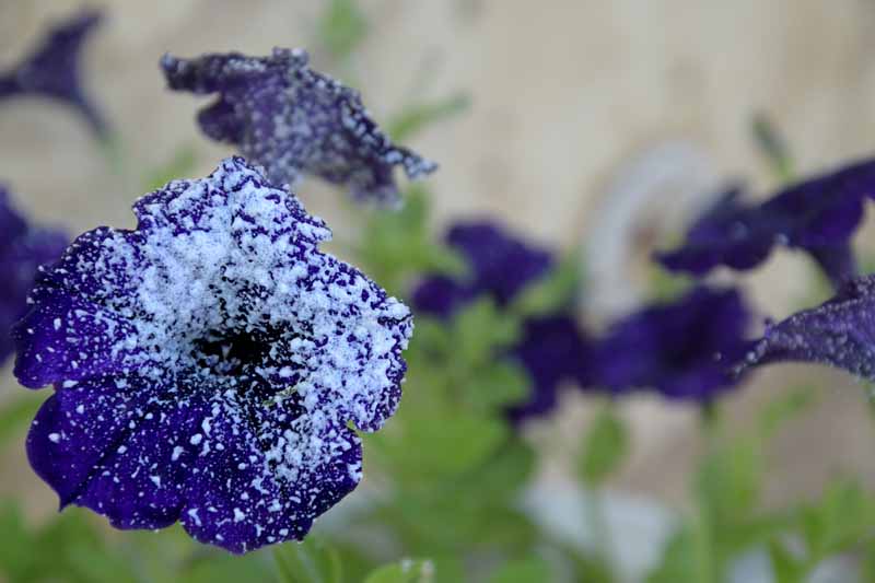 Una imagen horizontal de primer plano de una flor de petunia azul con un polvo de escarcha en la flor representada en un fondo de enfoque suave.