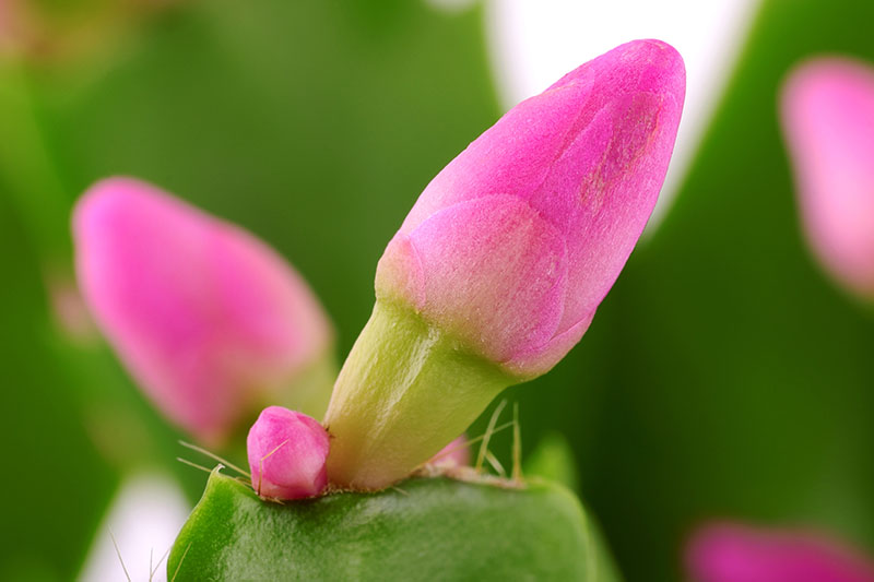 Una imagen horizontal de primer plano de un pequeño botón floral en una planta de cactus de Navidad representada en un fondo de enfoque suave.