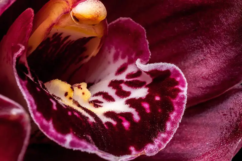 Una imagen horizontal de primer plano del interior de una flor Cymbidium.