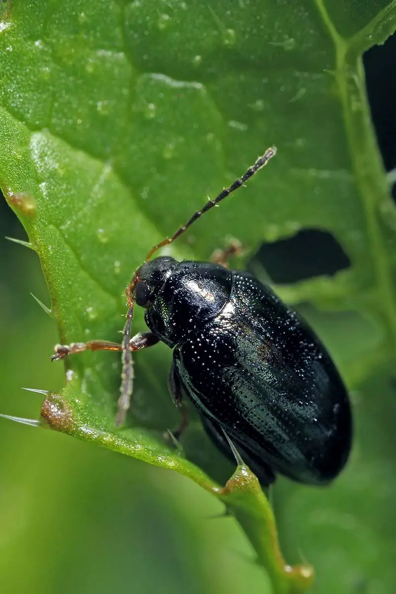 Una imagen vertical de cerca de un escarabajo pulga negro que infesta una hoja verde.