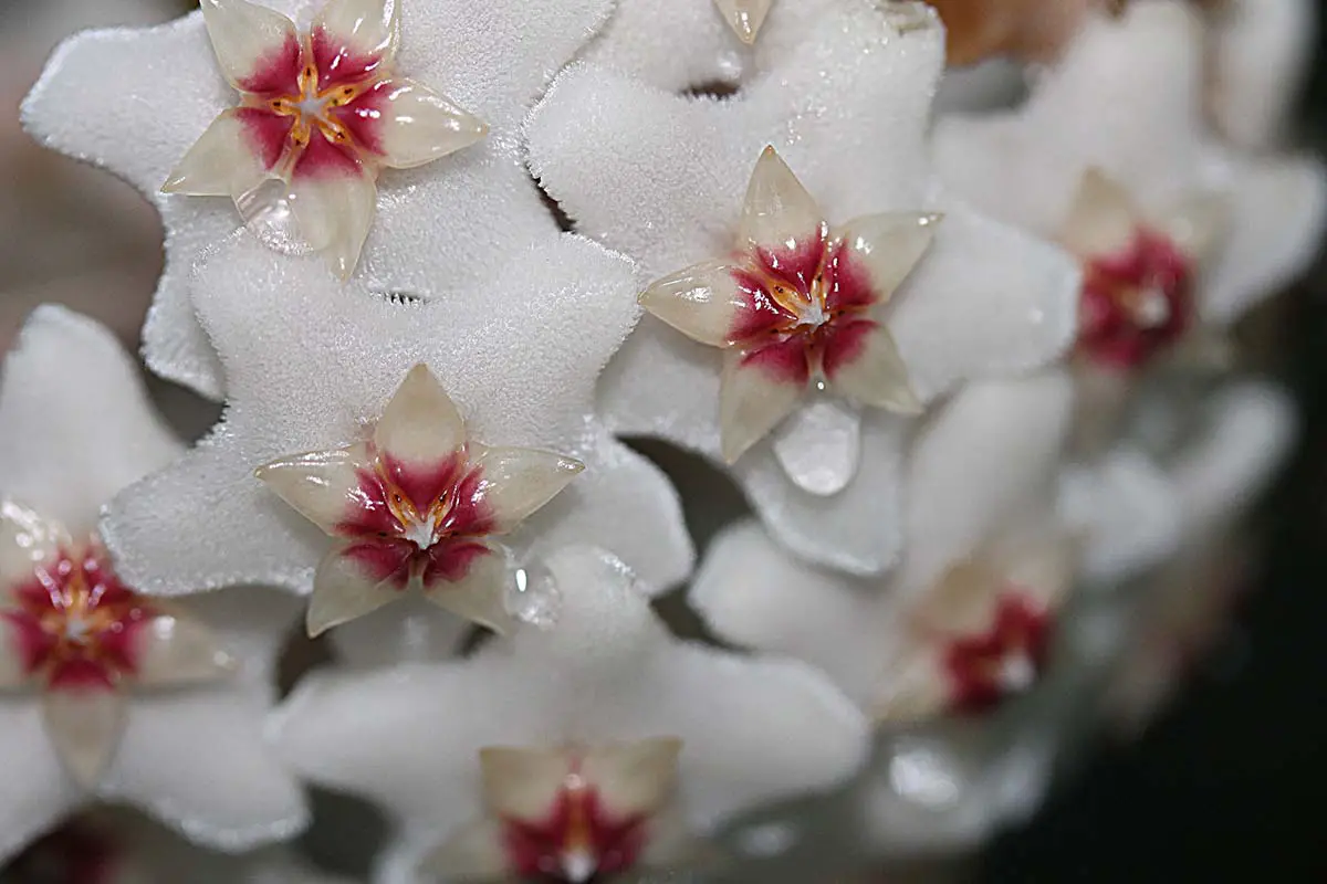 Una imagen horizontal de primer plano de una flor de hoya blanca y roja goteando néctar representada en un fondo de enfoque suave.