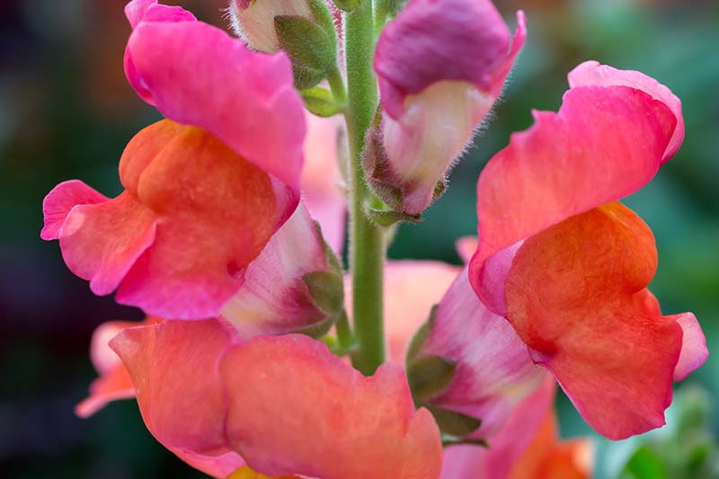 Una imagen horizontal de primer plano de flores de Antirrhinum majus de color rosa brillante representadas en un fondo de enfoque suave.