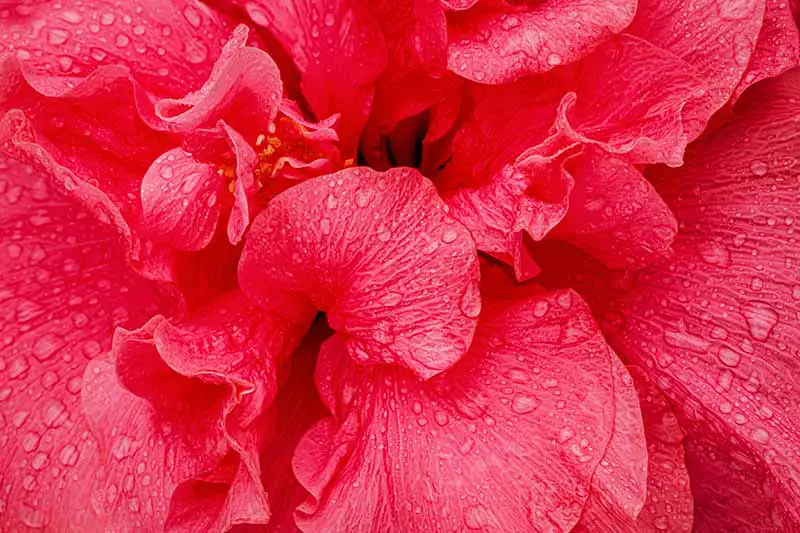 Una imagen macro de primer plano de los pétalos de una flor roja brillante rociada con gotas de agua.