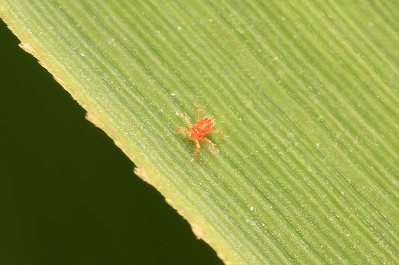 Una imagen horizontal de cerca de una araña roja en una hoja.