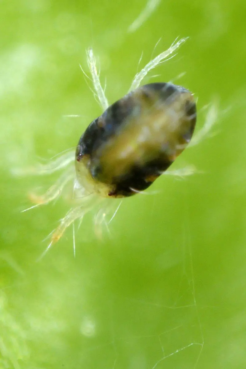 Una imagen vertical de cerca de un ácaro araña de dos puntos en un fondo de enfoque suave.