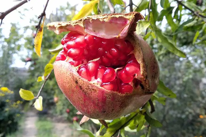 Una imagen horizontal de primer plano de una granada demasiado madura que crece en el árbol que se ha abierto para revelar los arilos rojos brillantes en el interior.