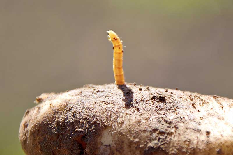 Una imagen horizontal de primer plano de un gusano de alambre que sobresale de una patata en un fondo de enfoque suave.