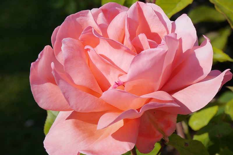 Una imagen horizontal de primer plano de una flor rosa representada en un sol brillante sobre un fondo de enfoque suave.