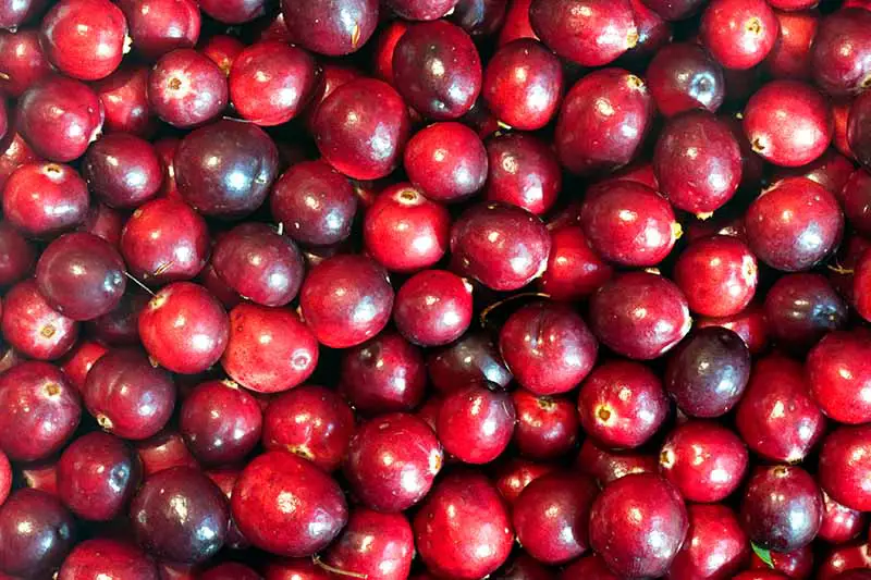 Una imagen horizontal de cerca de un montón de arándanos rojos brillantes.