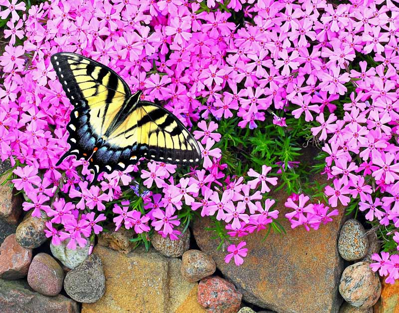 Imagen horizontal de una mariposa de cola de golondrina con alas amarillas y negras polinizando flores rosadas de phlox que crecen sobre una pared de roca.