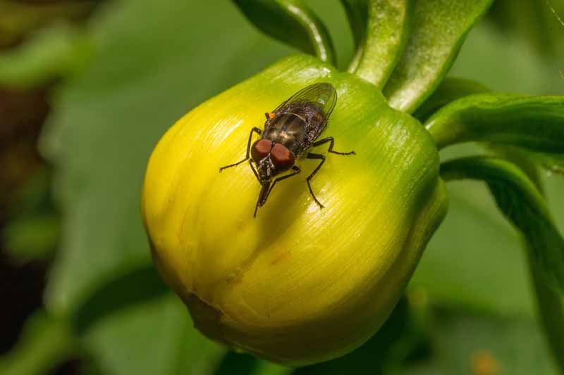 Una mosca de la col madura (Delia radicum) en una planta vegetal crucífera.