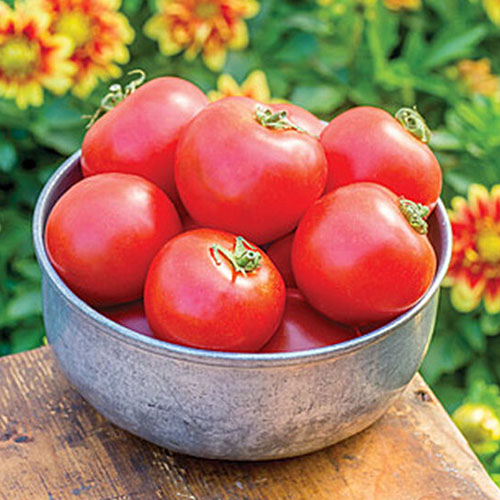 Un primer plano de un recipiente de metal que contiene tomates rojos maduros, colocado sobre una mesa de madera en el jardín con flores en un enfoque suave en el fondo.