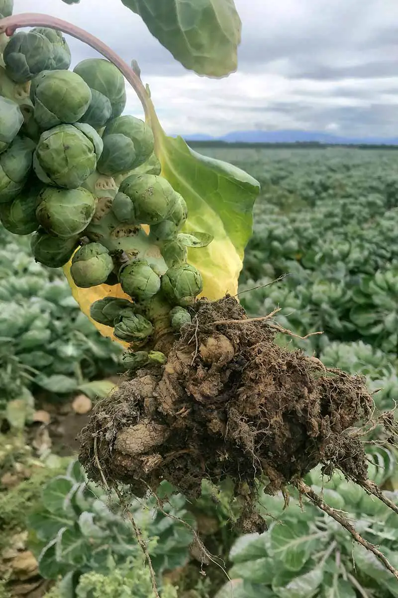 Una imagen vertical de cerca de una planta de coles de bruselas que ha sido arrancada del suelo mostrando las raíces que sufren de clubroot.