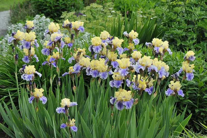 Una imagen horizontal de primer plano de flores de iris barbudas azules y amarillas que florecen en el jardín de primavera.