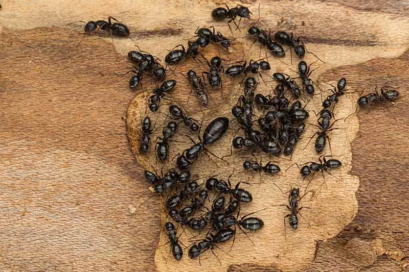 Una imagen de arriba hacia abajo de un gran grupo de hormigas obreras oscuras que se agrupan alrededor de la reina sobre una superficie de madera.