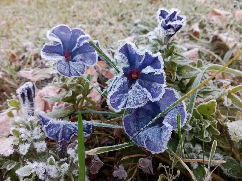 Una imagen horizontal de cerca de petunias azules que crecen en el jardín cubiertas de escarcha.
