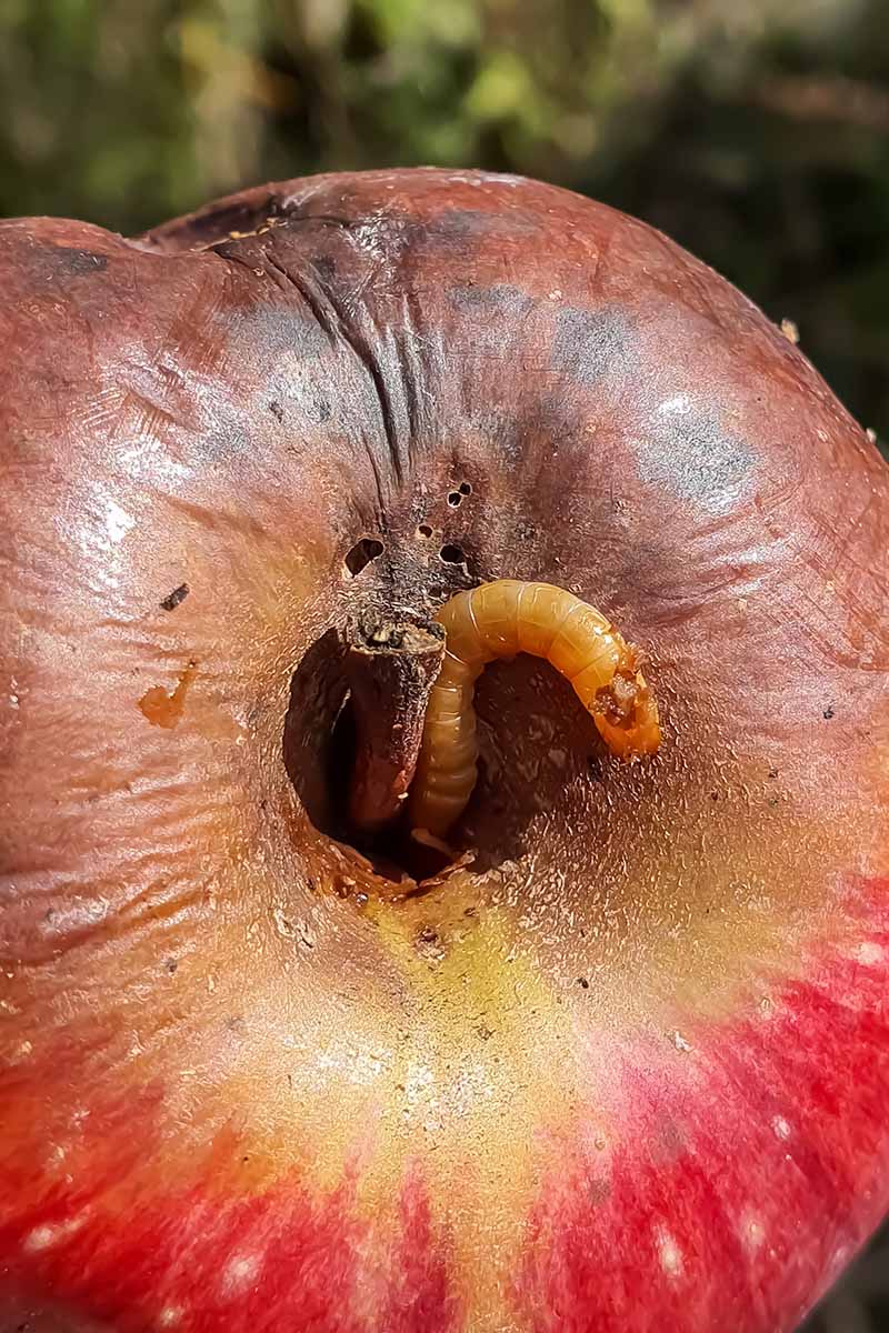 Una imagen vertical de cerca de una fruta madura infestada de larvas de polilla de la manzana.