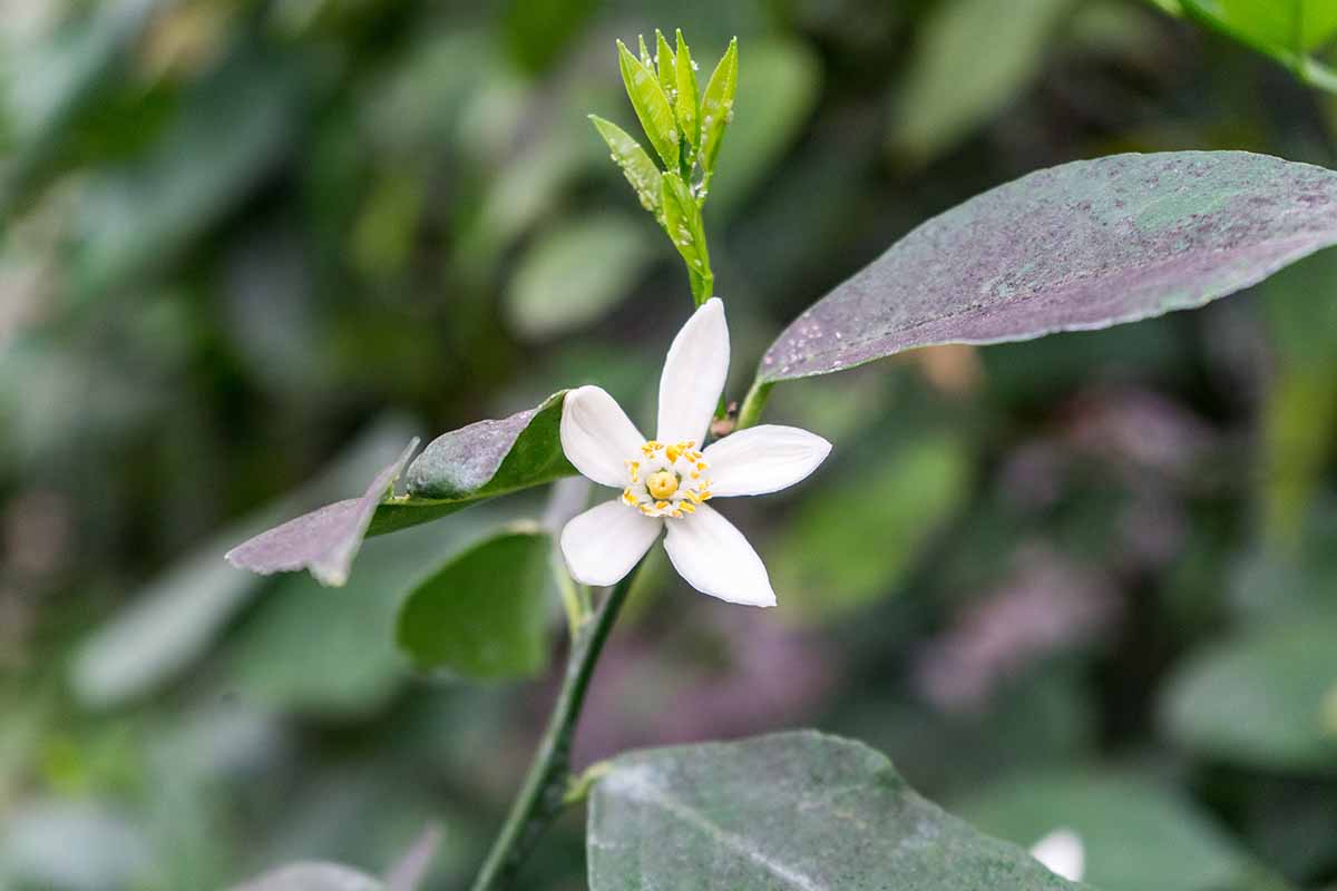 Una imagen horizontal de primer plano del follaje y las flores de una planta de café que está infestada de áfidos que causan el desarrollo de fumagina en las hojas.