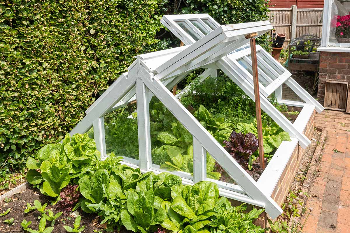 Una imagen horizontal de un marco de madera colocado sobre una cama de jardín de ladrillo elevada con las rejillas de ventilación abiertas, cultivando una variedad de vegetales diferentes en el interior.