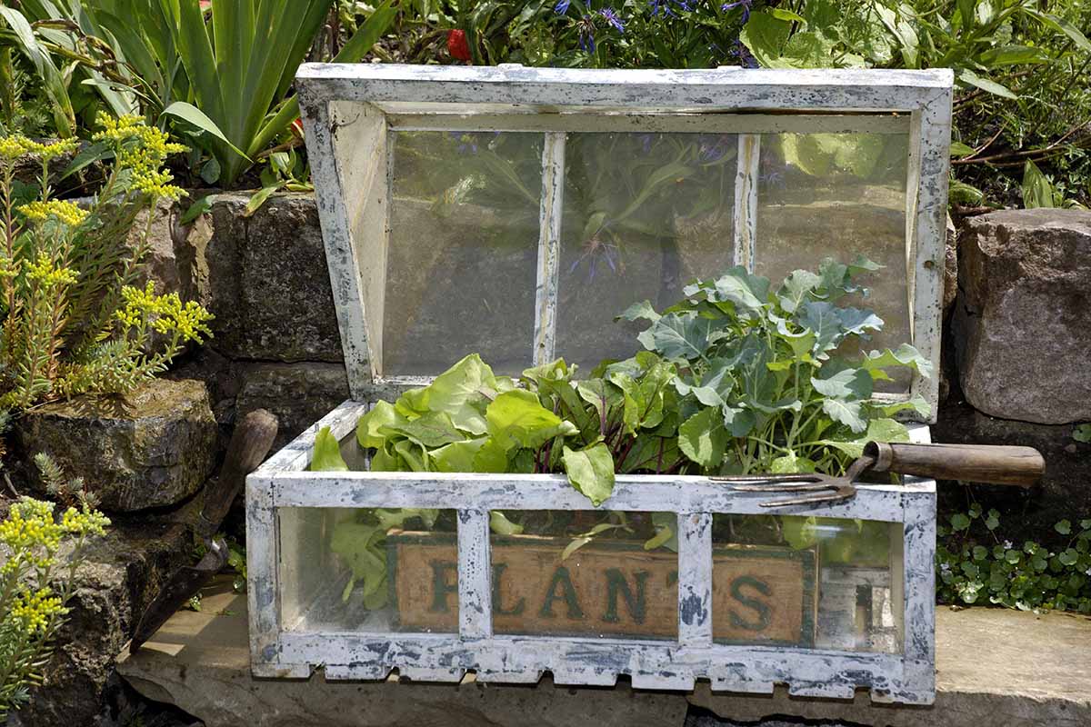 Una imagen horizontal de primer plano de una estructura pequeña con una bandeja de plántulas de hortalizas en su interior sobre una superficie de hormigón en el jardín de primavera.