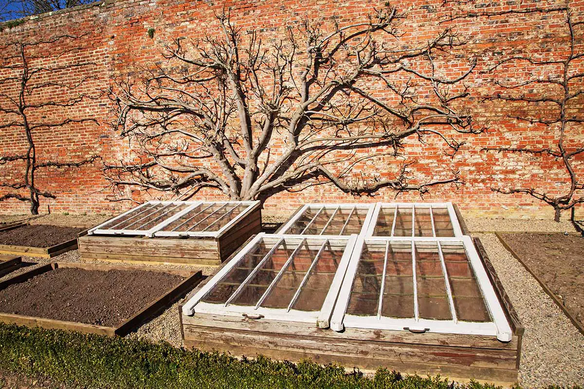 Una imagen horizontal de filas ordenadas de camas elevadas con cubiertas con un árbol frutal en espaldera sobre una pared de ladrillos en el fondo.