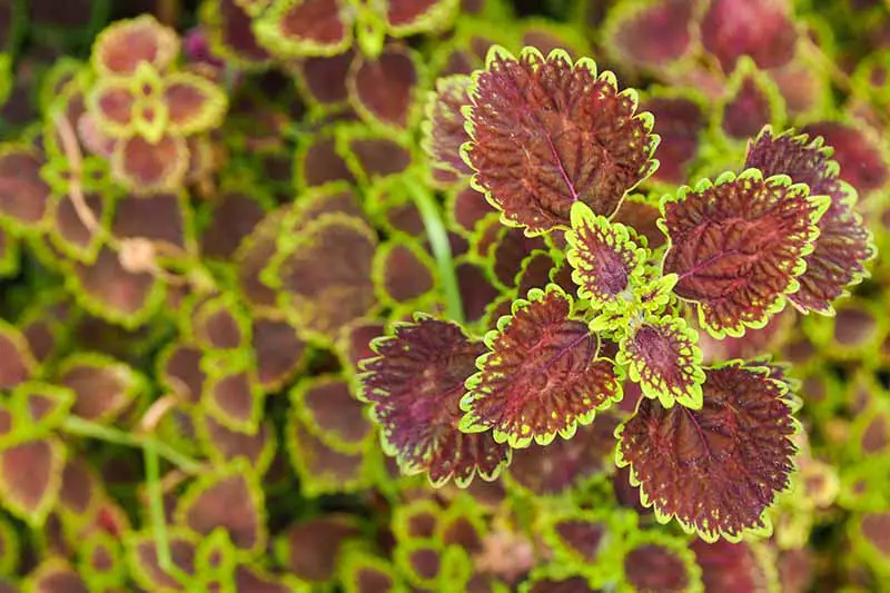 Una imagen horizontal de primer plano de las hojas variegadas ornamentales de una planta de coleo que crece en el jardín.