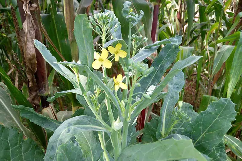 Una imagen horizontal de cerca de una Brassica oleracea var.  planta de acephala que se ha atornillado, produciendo pequeñas flores amarillas antes de sembrar semillas, representada en un fondo de enfoque suave.