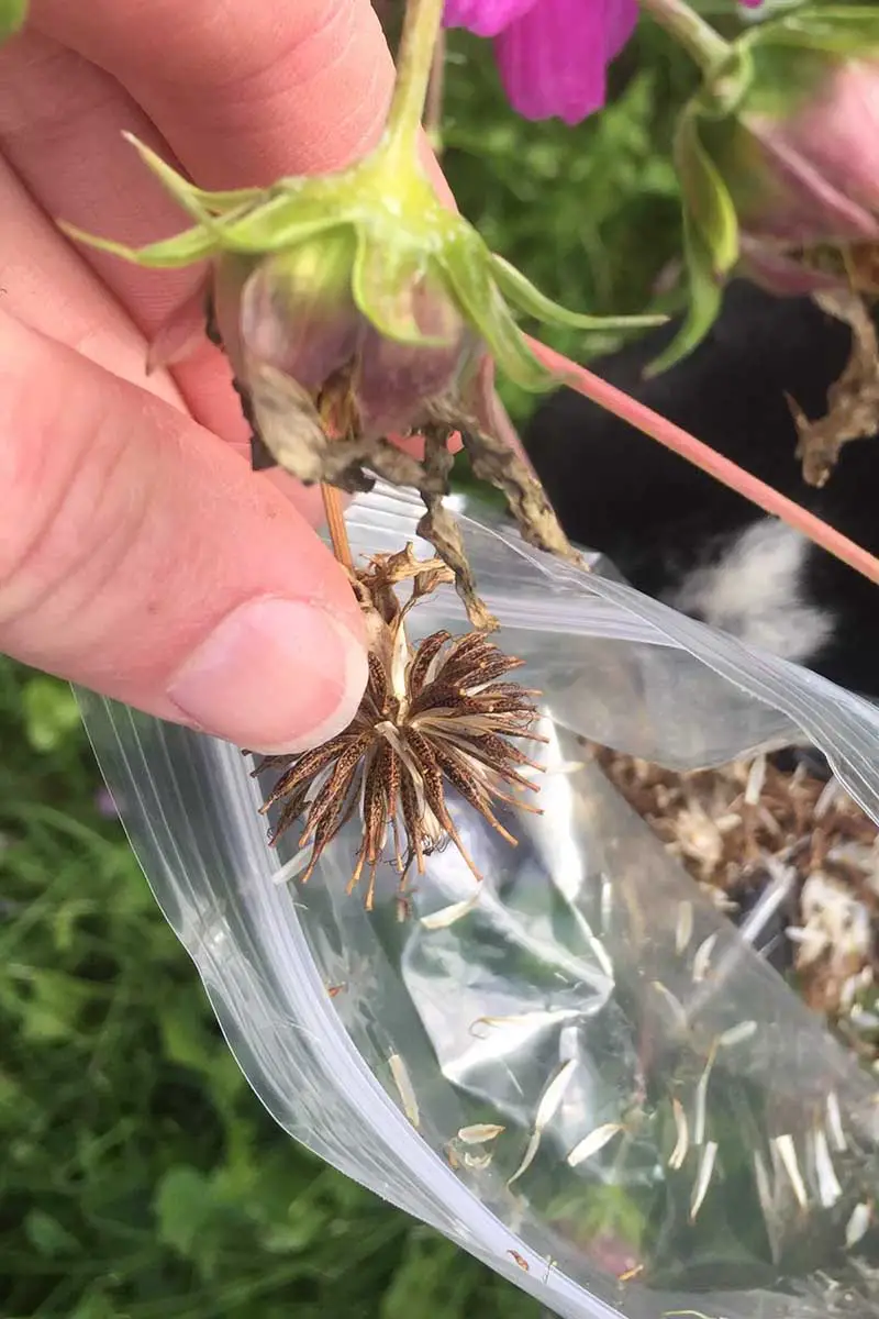 Una imagen vertical de primer plano de una mano desde la izquierda del marco recogiendo semillas de una flor descolorida y colocándolas en una bolsa de plástico.