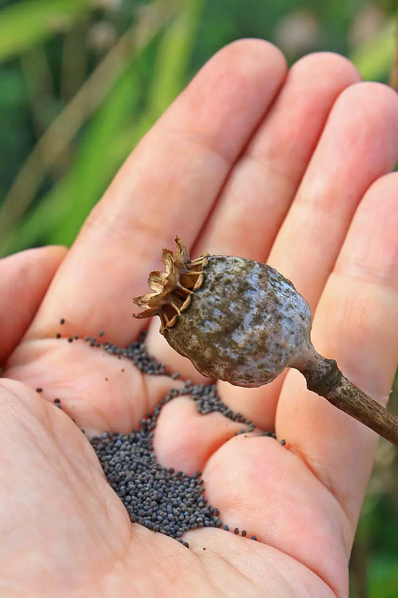 Una imagen vertical de cerca de una mano recogiendo semillas de amapola de una cabeza de semilla representada en un fondo de enfoque suave.