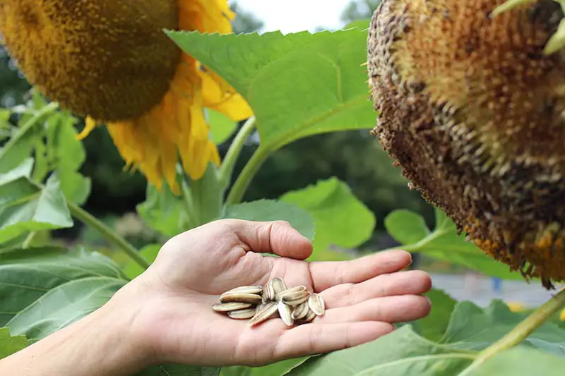 Un primer plano de una mano desde la izquierda del marco recogiendo semillas de una cabeza de girasol que crece en el jardín, representada en un fondo de enfoque suave.