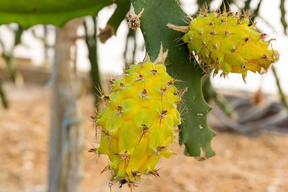 Una imagen horizontal de primer plano de frutas de dragón espinosas amarillas que crecen en la planta representada en un fondo de enfoque suave.