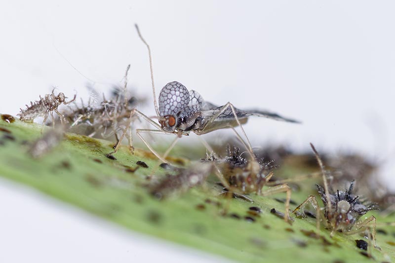 Una imagen horizontal de cerca de una colonia de insectos de encaje que infestan una hoja representada en un fondo de enfoque suave.