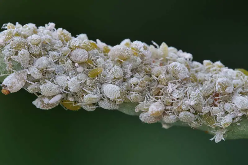 Una imagen horizontal de cerca de una colonia de áfidos que infestan un tallo de una planta representada en un fondo de enfoque suave.