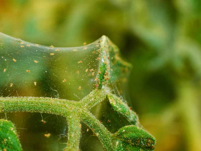 Un primer plano de una colonia de ácaros araña de dos puntos, Tetranychus urticae, en una rama verde, representada en un fondo de enfoque suave.