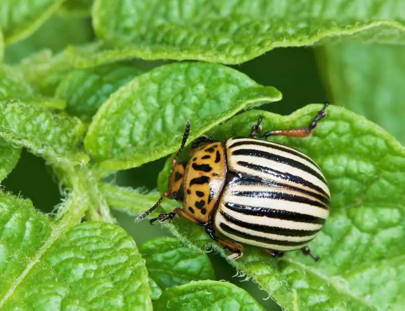 Imagen macro de un escarabajo de patata de Colorado que muestra rayas blancas y negras y otras marcas.