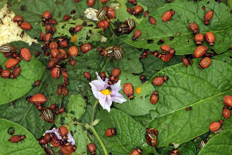 Una infestación de escarabajos de patata de Colorado en una planta.