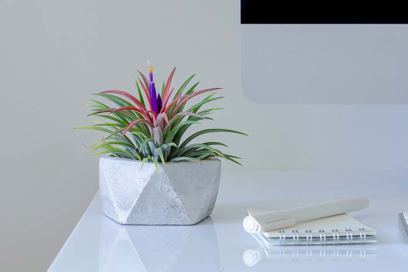 Una imagen horizontal de primer plano de una colorida planta de aire que crece en una maceta pequeña colocada en un escritorio de oficina formal (que es mucho más ordenado que el mío).