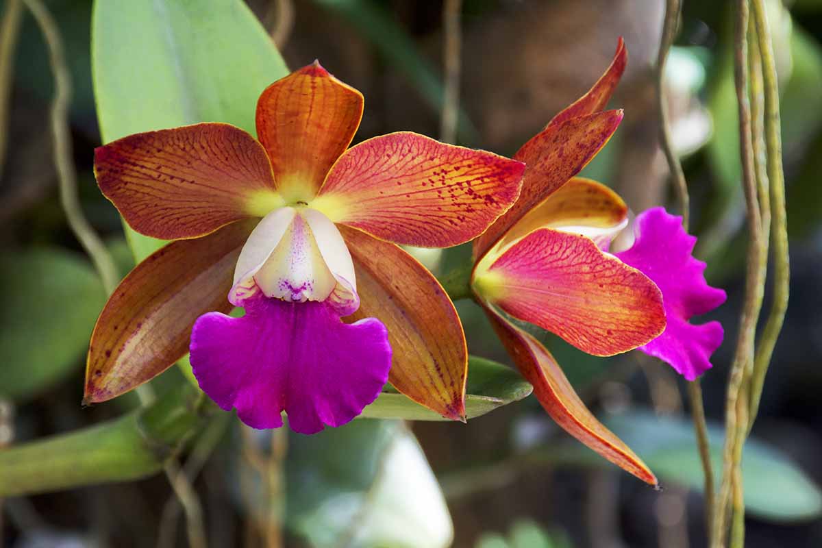 Una imagen horizontal de primer plano de coloridas orquídeas Cattleya representadas en un fondo de enfoque suave.