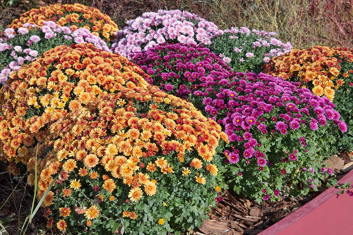 Una imagen horizontal de primer plano de coloridas flores de crisantemo que crecen en un jardín de lecho elevado.