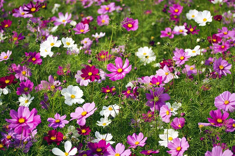 Una imagen horizontal de flores de cosmos rosas, moradas y blancas que crecen en masa en el jardín.