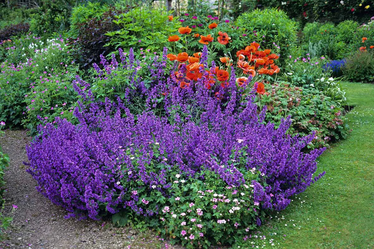 Una imagen horizontal de un macizo de flores de colores en un jardín formal.