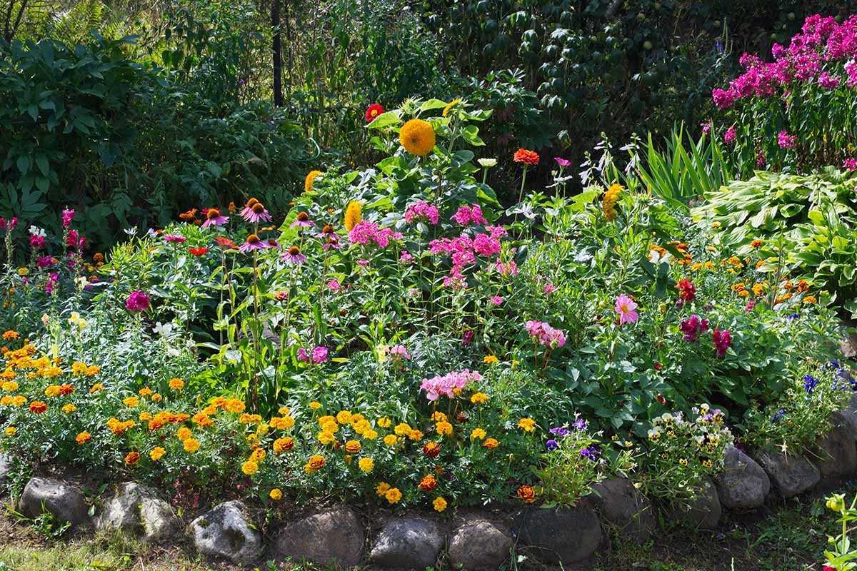 Una imagen horizontal de un colorido macizo de flores de verano plantado con una variedad de flores diferentes.