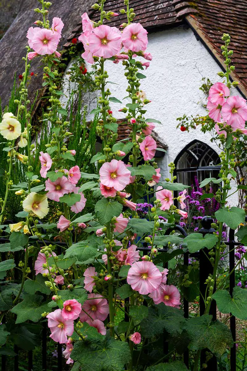Una imagen vertical de coloridas flores de Alcea rosea que crecen fuera de una residencia.