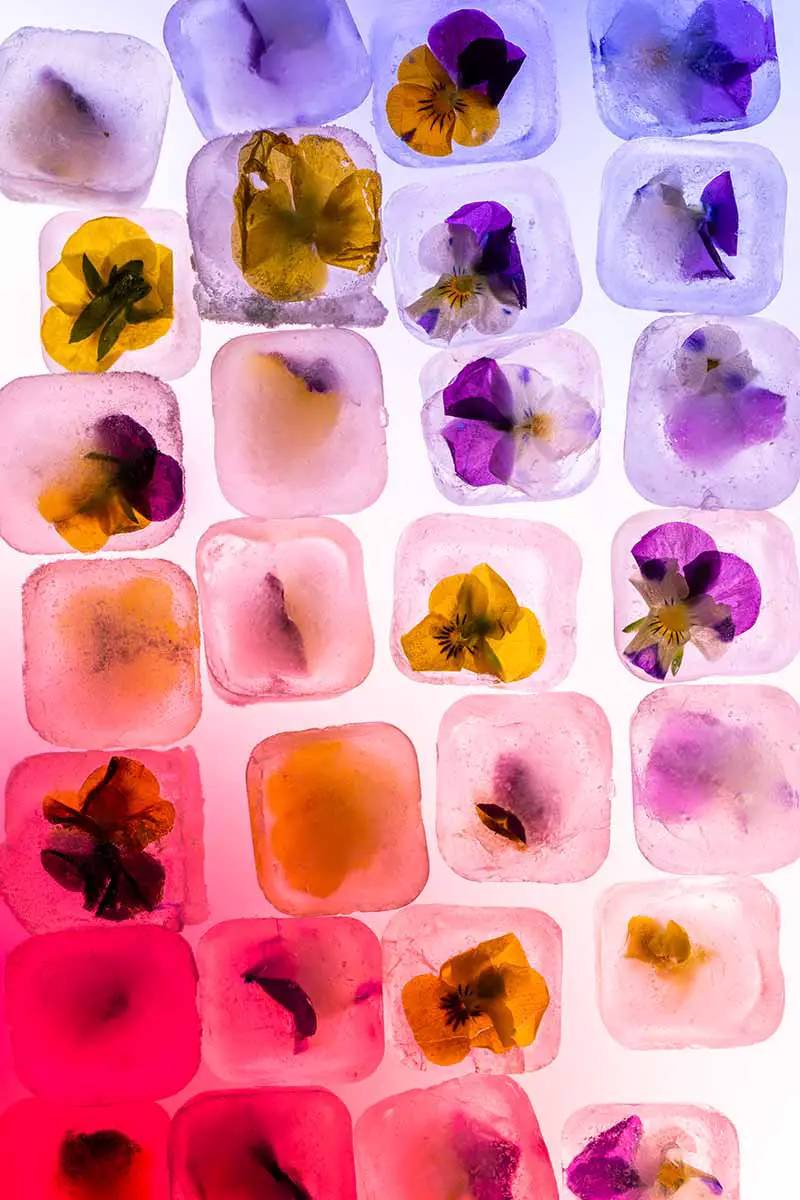 Una imagen vertical de primer plano de cubitos de hielo con pequeñas flores congeladas en ellos.