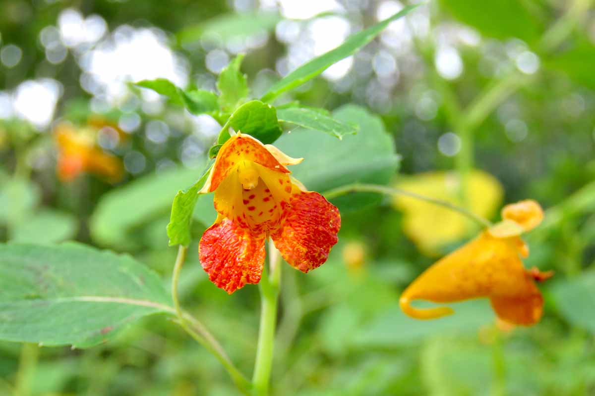 Una imagen horizontal de cerca de una flor de joya roja y amarilla que crece en el jardín representada en un fondo de enfoque suave.