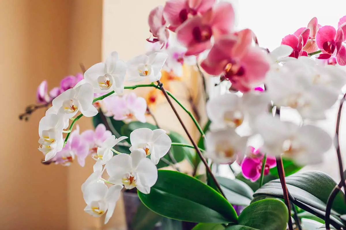 Una imagen horizontal de primer plano de coloridas orquídeas polilla (Phalaenopsis) que crecen en interiores en un alféizar.