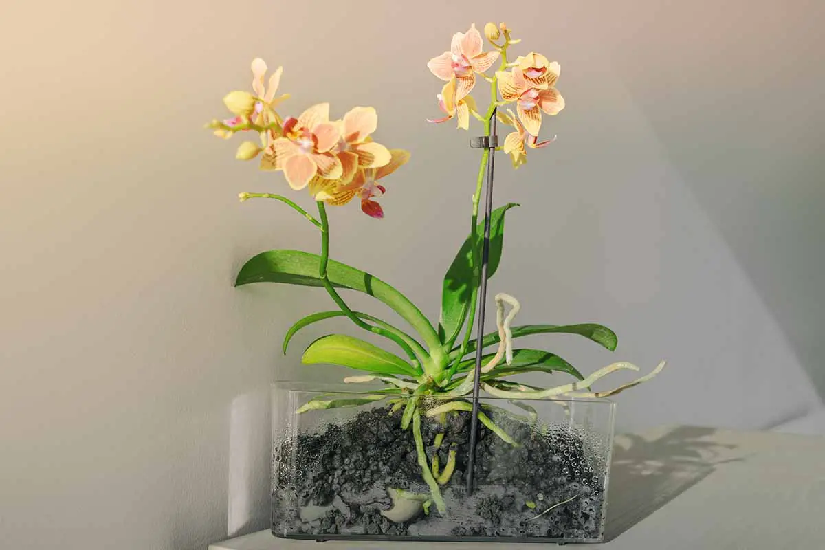Una imagen horizontal de primer plano de flores de orquídeas naranjas que crecen en el interior.